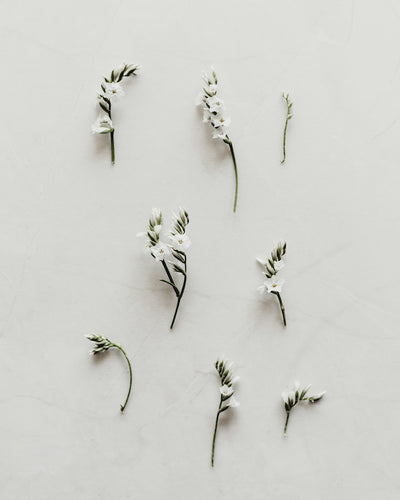 Sophora Japonica Herbal Delight: Unlock Wellness with Every Cup