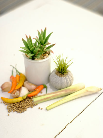 10 Healing Plants for Your Home: Exploring Medicinal Herbs and Herbal Medicine
