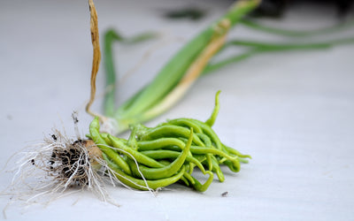 Discover the Hidden Delights of Celery Seeds: Transform Your Garden and Cuisine