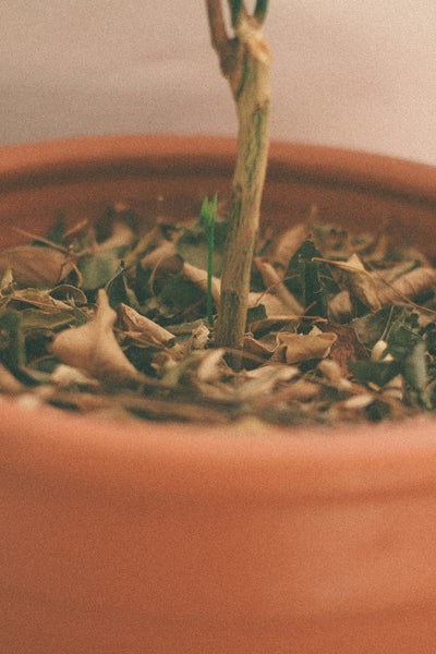 Discover the Resilience of Carelessweed: A Guide to Thriving Green Amaranth