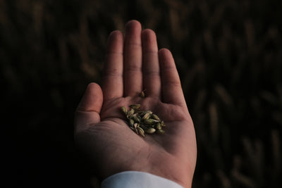 Explore the Ancient Medicinal Properties of Neem by Growing Your Own Trees