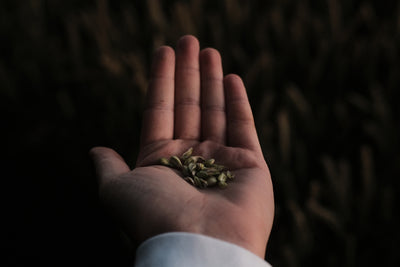 Planting Poetical Spice: Nurture Rich Traditions with Kashmiri Saffron Crocus Bulbs