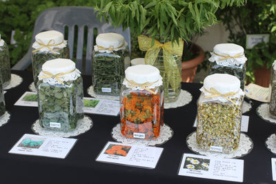 Selecting Vegetable Seeds for Building a Well-rounded Herb Garden