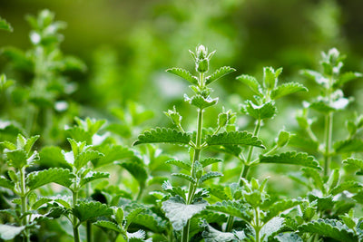 Garden Seeds Revolution: Integrating Healing Plants in Landscaping