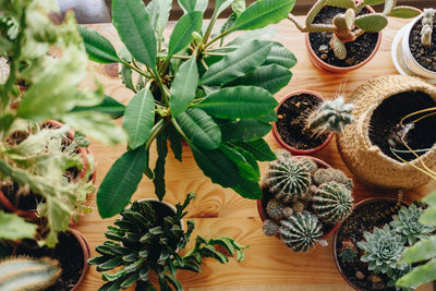 Tree and Herb Seeds: Transforming Your Outdoor Space into a Healing Oasis