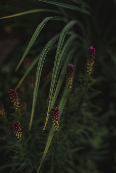 Cultivate Flavor and Tradition with Thai and Holy Basil Seeds for a Bountiful Herb Garden