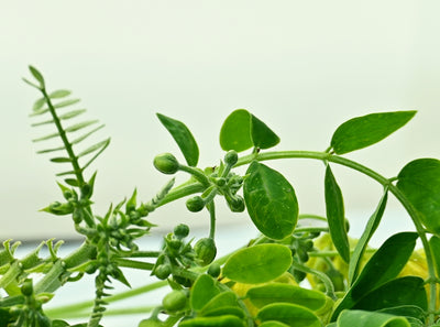 Growing a Medicinal Herb Garden: Practical Tips and Benefits