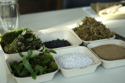 Tree and Herb Seeds for Healing and Sustainable Landscapes