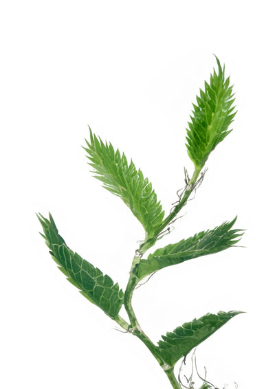 Understanding Vegetable Seeds and Herb Seeds for an Empowered Garden