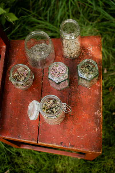 Discover the Healing Herb Power of Chanca Piedra Tea for Liver and Kidney Health