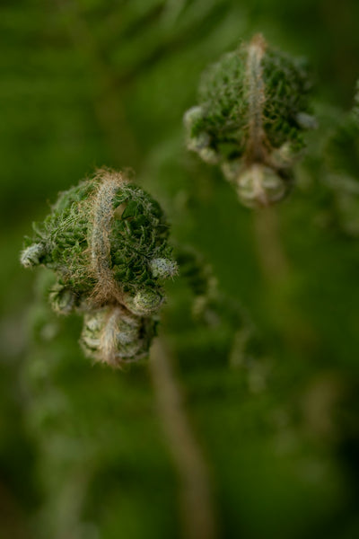 Unlock the Nutritional Treasure of Choy Sum: A Gardener's Guide to Cultivating Asian Greens