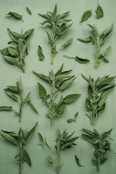 Beginner's Guide: Growing Herbs and Medicinal Plants from Seeds