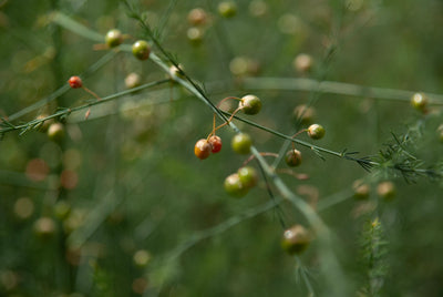 Rediscover Holistic Harmony Through the Century-Old Ritual of Neem Leaf Tea Sips