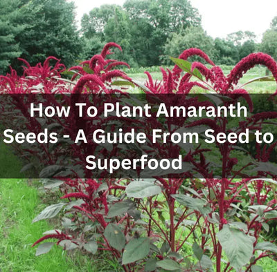 How to Plant Amaranth Seeds