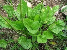 Plantago major: A Global Plantain Species