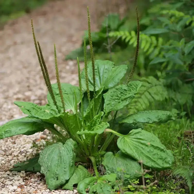 Unlocking the Power of Plantago Lanceolata: An Exhaustive Guide to its Benefits and Uses