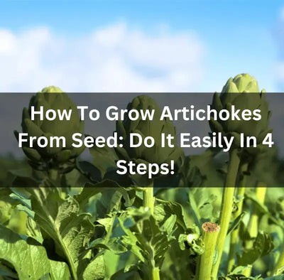 Planting Artichoke Seeds: A Guide to Growing Stunning Artichokes