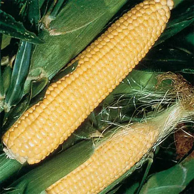 Planting Corn Seeds: A Simple Guide