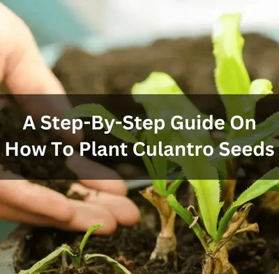 Planting Culantro Seeds: A Step-by-Step Guide