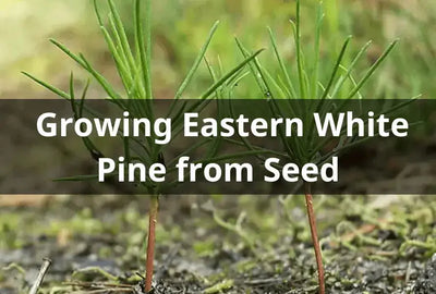 Planting Eastern White Pine Seeds