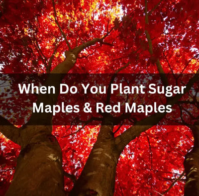 Planting and Growing Red Maple Trees