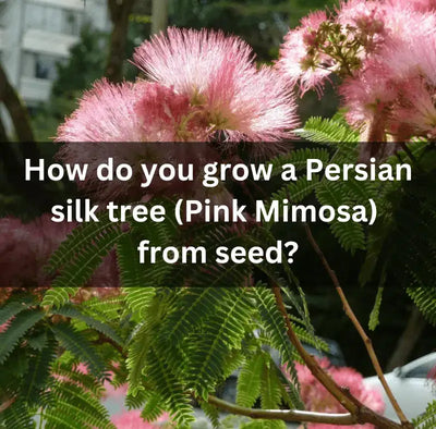 Planting Persian Silk Tree Seeds: A Comprehensive Guide