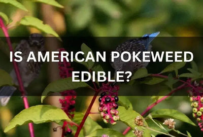 The Popularity and Safety of American Pokeweed