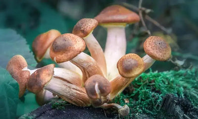 The Potential Benefits of Psilocybin Mushrooms