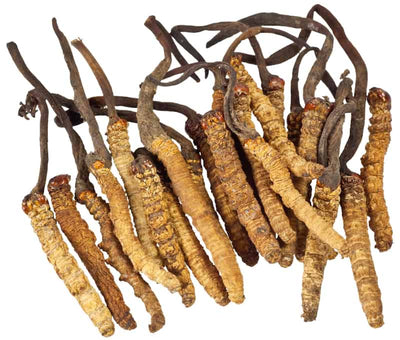 The Power of Cordyceps: Enhancing Strength and Energy