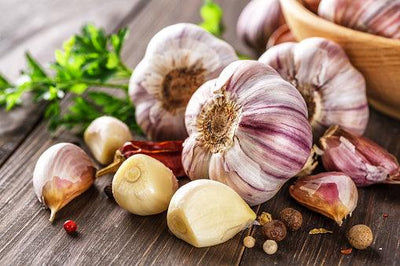 The Powerful Defense of Allicin in Garlic Plants