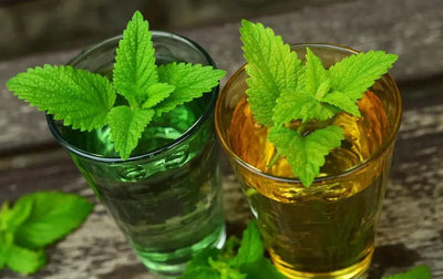 In Praise of Lemon Balm