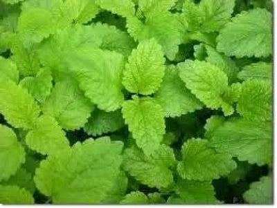 Lemon Balm: Your Comprehensive Guide to Benefits, Growing, and Uses