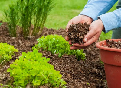 Sustainable Herbal Practices: Grow Your Own Healing Garden at Home