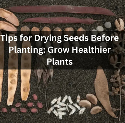 Properly Drying Seeds Before Planting