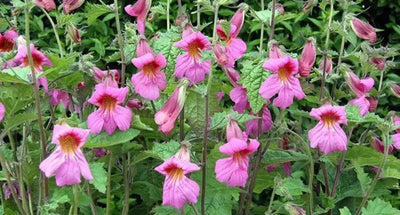 Rehmannia in Traditional Chinese Medicine