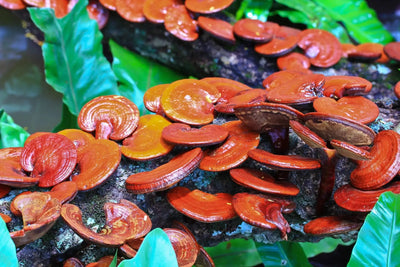 Reishi Mushroom and Immune Support