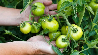 How to Ripen Green Tomatoes Before Frost