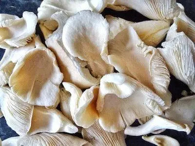 The Rise of Oyster Mushrooms