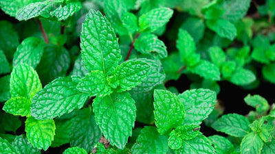 The Rise of Peppermint: A Versatile Herb