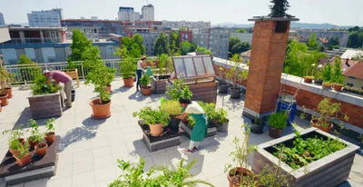 The Rise of Urban Rooftop Gardens