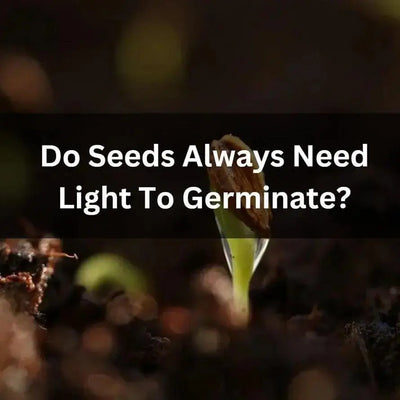 Can Seeds Germinate Without Light?