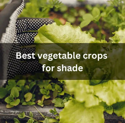 Shade-Tolerant Vegetables for Limited Sunlight