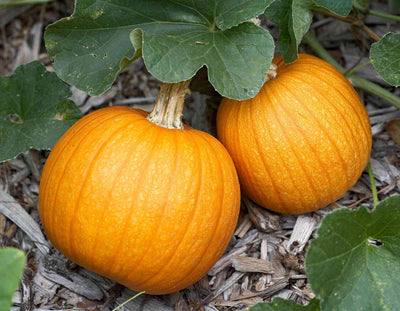 How Long Does It Take to Grow a Pumpkin? Your Seed-to-Harvest Guide for a Bountiful
