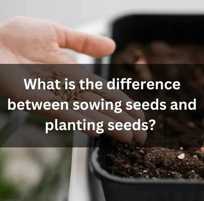 Sowing vs Planting Seeds: Explained