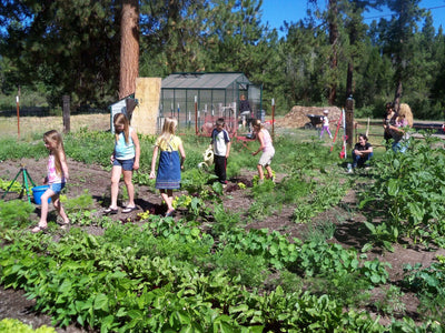 Sowing for Winter Salad Success