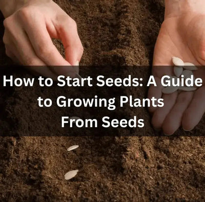 Starting Plants from Seeds: A Beginner’s Guide