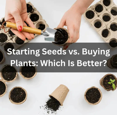 Starting Seeds or Buying Plants: Which is Best?