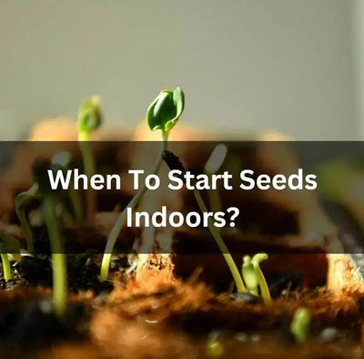 Starting Seeds Indoors for Beginners