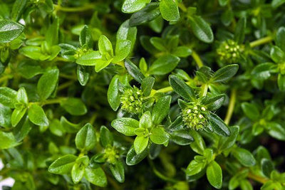 Summer Savory: The Love Herb with Salty and Peppery Flavors