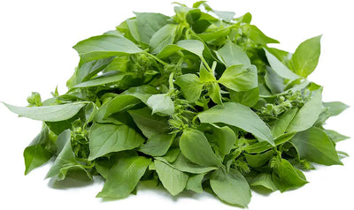 The Surprising Benefits of Basil